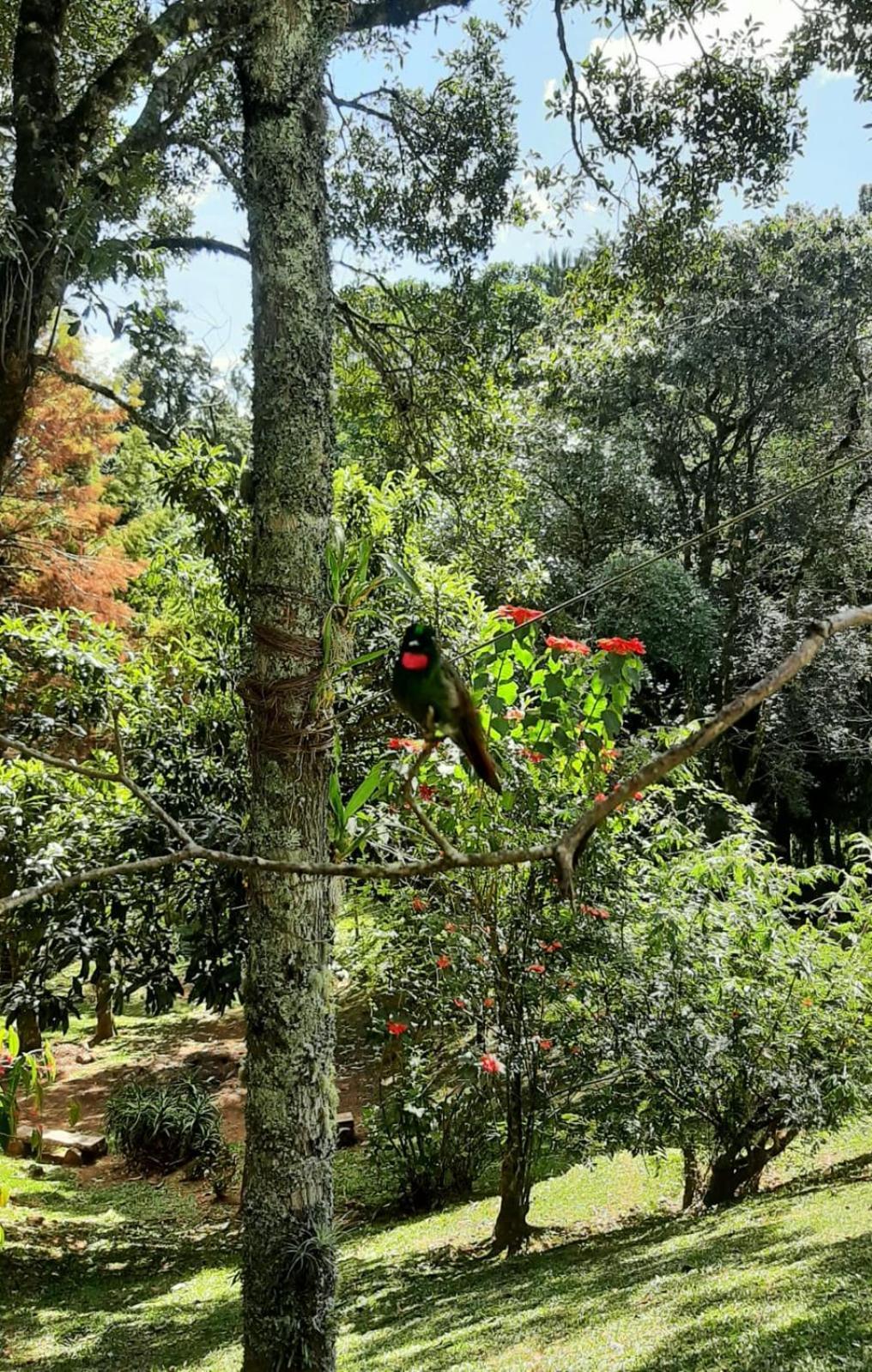 Refugio Do Selado Hotell Monte Verde  Eksteriør bilde